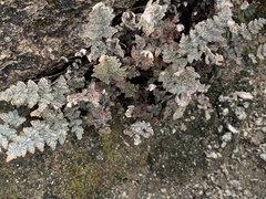 Myriopteris parryi