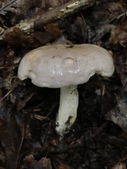 Lactarius argillaceifolius