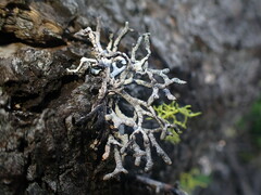 Hypogymnia imshaugii