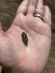 Ectinogonia buquetii