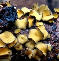 Lachnellula