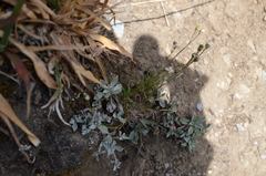 Eremogone capillaris