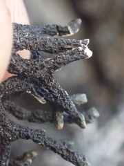 Hypogymnia imshaugii