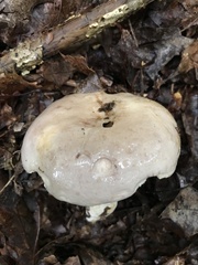 Lactarius argillaceifolius