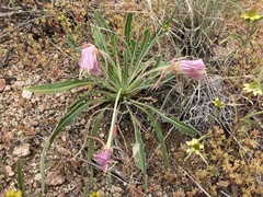 Oenothera cespitosa