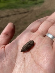 Ectinogonia buquetii