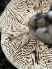 Lactarius argillaceifolius