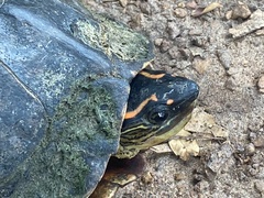 Rhinoclemmys punctularia