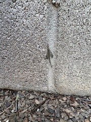 Brachynemurus