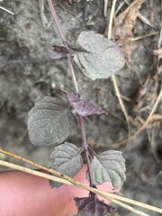 Clinopodium douglasii