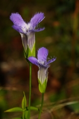 Gentianopsis
