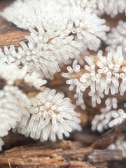 Ceratiomyxa