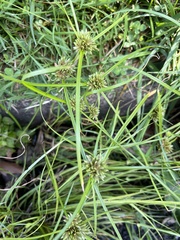 Cyperus lupulinus