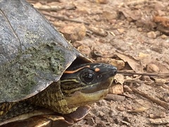 Rhinoclemmys punctularia