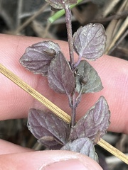 Clinopodium douglasii