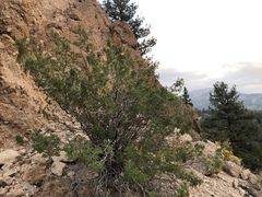 Chamaebatiaria millefolium