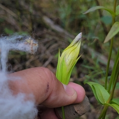Gentianopsis