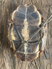 Rhinoclemmys punctularia