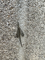 Brachynemurus