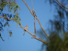 Nymphicus hollandicus