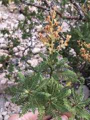 Chamaebatiaria millefolium