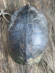 Rhinoclemmys punctularia