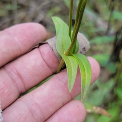Gentianopsis