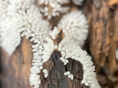 Ceratiomyxa