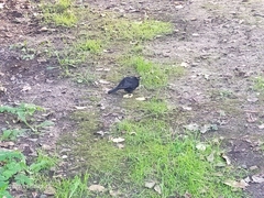 Turdus merula merula