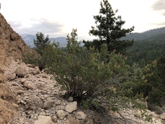 Chamaebatiaria millefolium