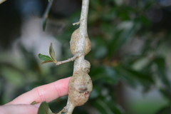 Callirhytis quercusbatatoides