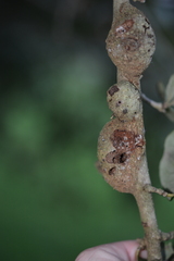 Callirhytis quercusbatatoides