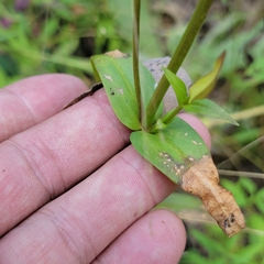 Gentianopsis