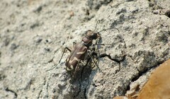 Cicindela tranquebarica