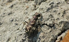 Cicindela tranquebarica