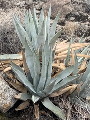 Agave deserti