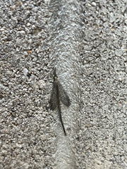 Brachynemurus
