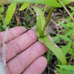 Gentianopsis