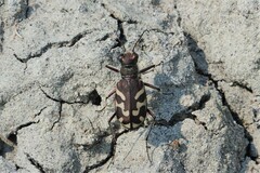 Cicindela tranquebarica
