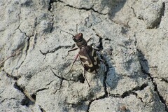 Cicindela tranquebarica
