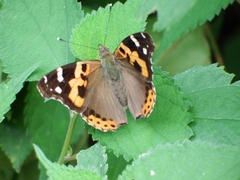 Vanessa indica