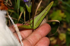Gentianopsis