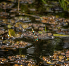 Hemicordulia australiae