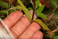 Gentianopsis