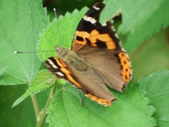 Vanessa indica