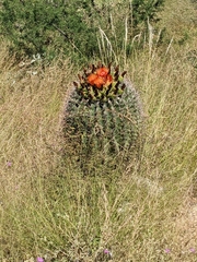 Ferocactus wislizeni