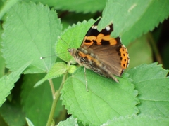 Vanessa indica