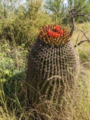 Ferocactus wislizeni