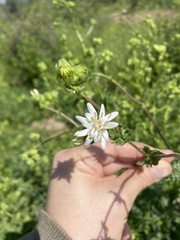 Moscharia pinnatifida