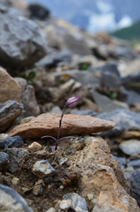 Silene uralensis